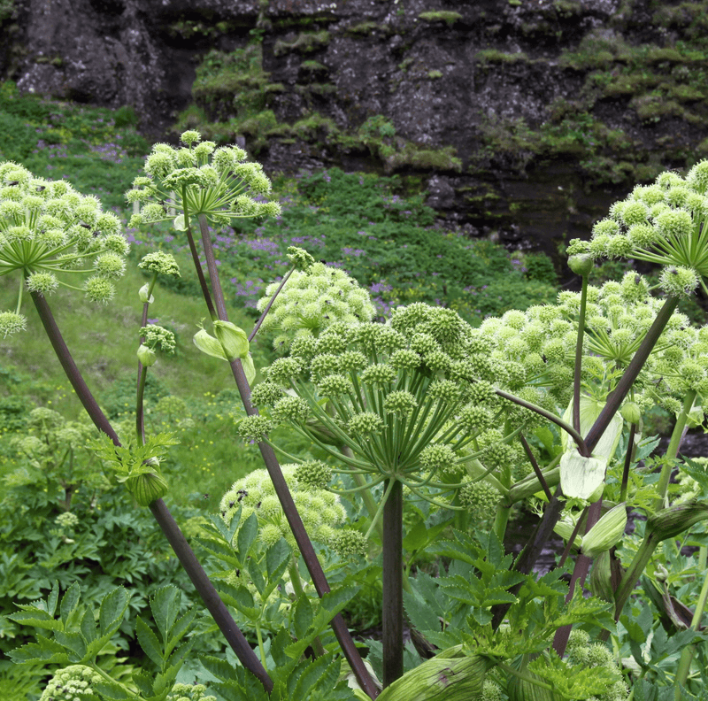 Load image into Gallery viewer, Holy Ghost Angelica – 50 Seeds
