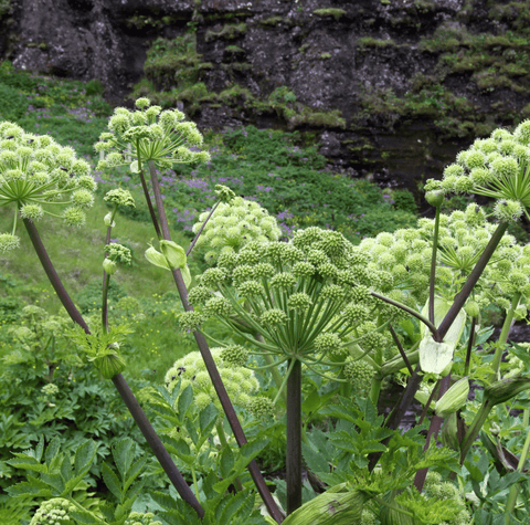 Holy Ghost Angelica – 50 Seeds, additional product view 2