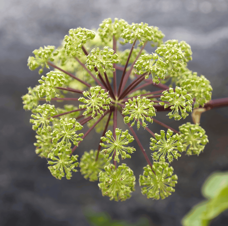 Load image into Gallery viewer, Holy Ghost Angelica – 50 Seeds
