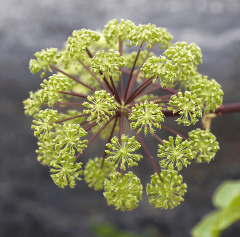 Holy Ghost Angelica seeds package, 50 count, GrowTime Garden Supply