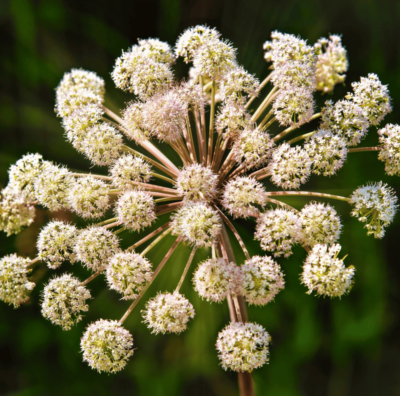 Load image into Gallery viewer, Holy Ghost Angelica – 50 Seeds
