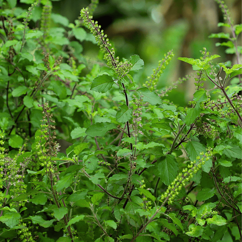 Load image into Gallery viewer, Holy Tulsi Basil – 250 Seeds
