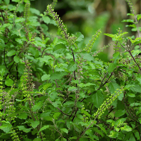 Holy Tulsi Basil – 250 Seeds, additional product view 2