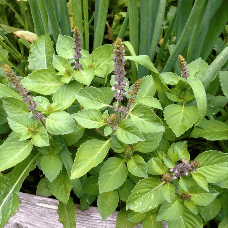 Load image into Gallery viewer, Holy Tulsi Basil – 250 Seeds
