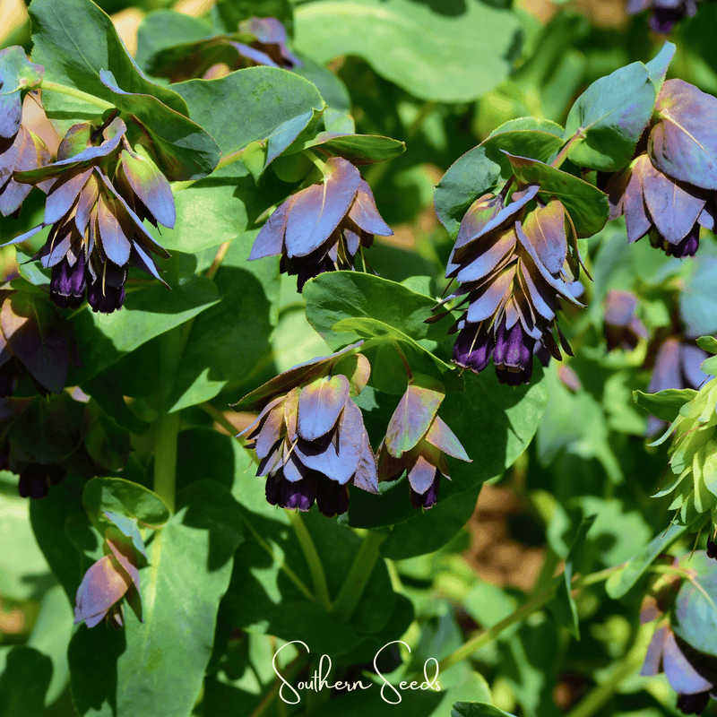 Load image into Gallery viewer, Blue Shrimp Honeywort – 10 Seeds
