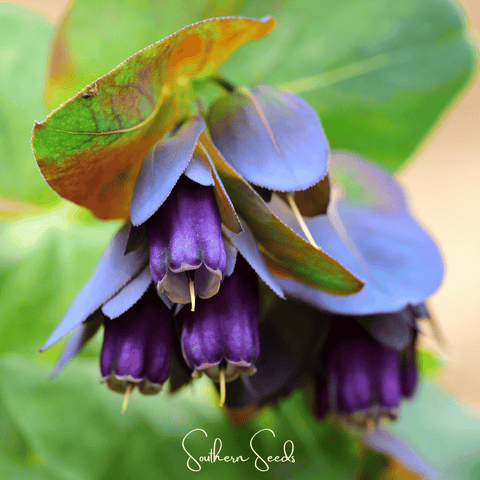 Blue Shrimp Honeywort 10 Seeds