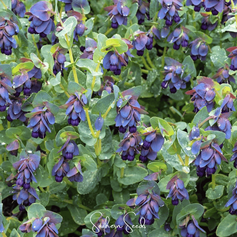 Load image into Gallery viewer, Blue Shrimp Honeywort – 10 Seeds
