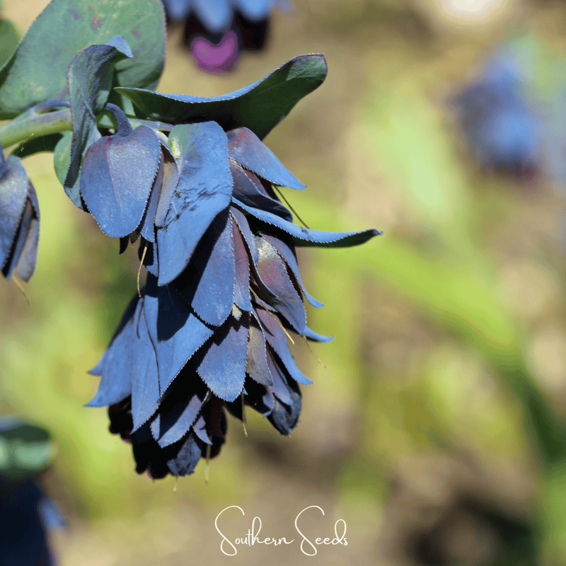 Load image into Gallery viewer, Blue Shrimp Honeywort – 10 Seeds
