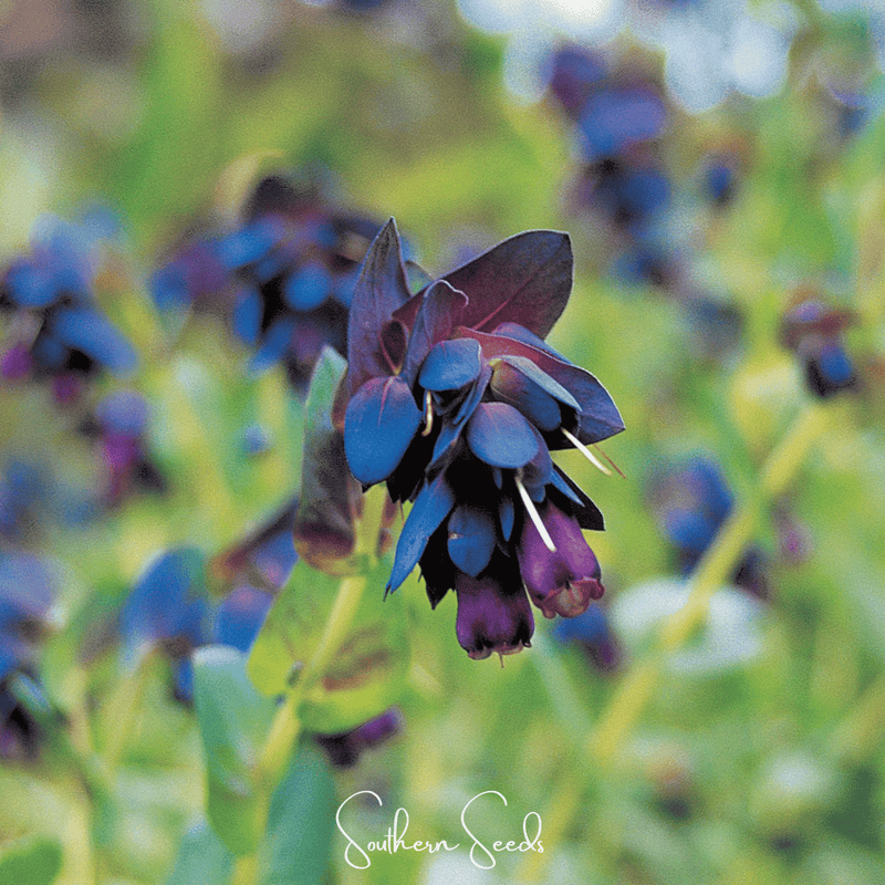 Load image into Gallery viewer, Blue Shrimp Honeywort – 10 Seeds
