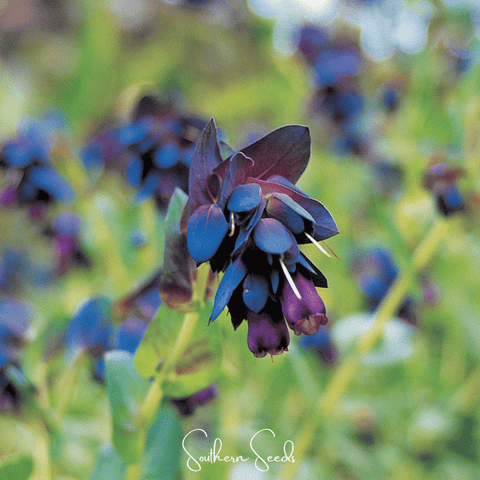 Blue Shrimp Honeywort – 10 Seeds, additional product view 2