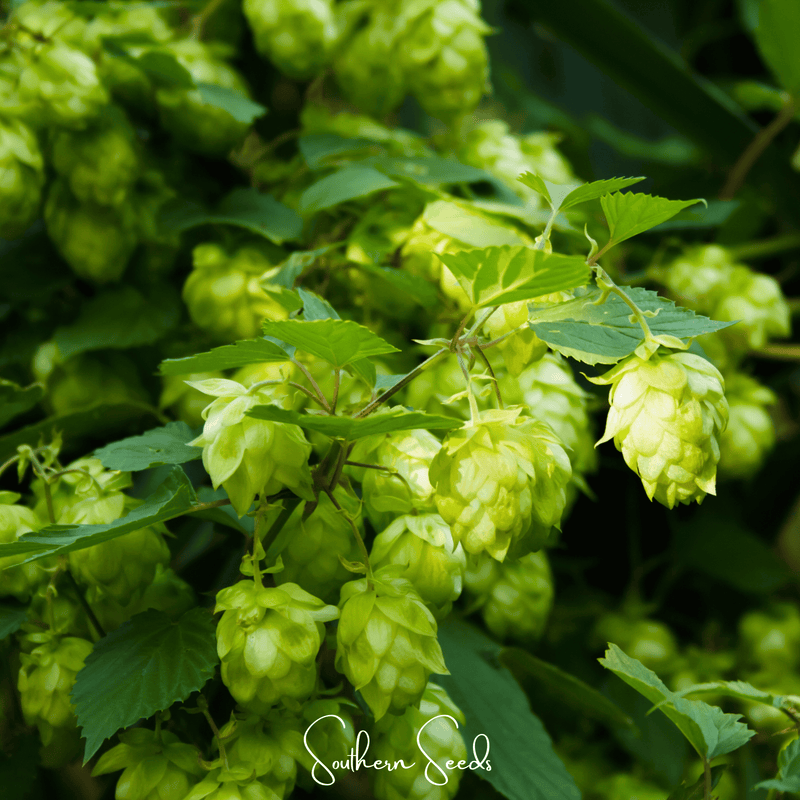 Load image into Gallery viewer, Beer Hops – 20 Seeds
