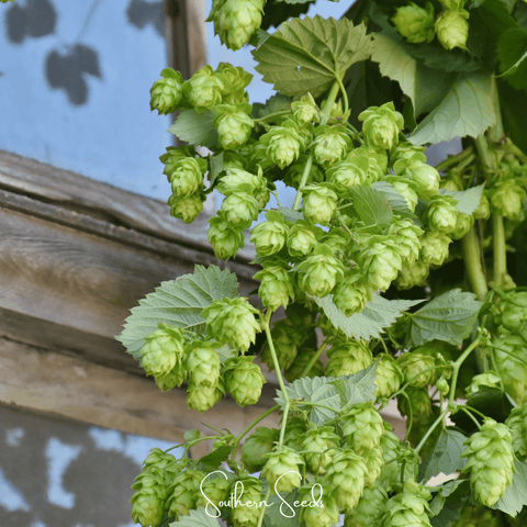 Beer Hops – 20 Seeds, additional product view 2