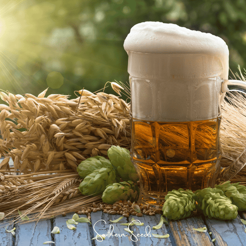 Beer Hops seeds package, 20 count, GrowTime Garden Supply