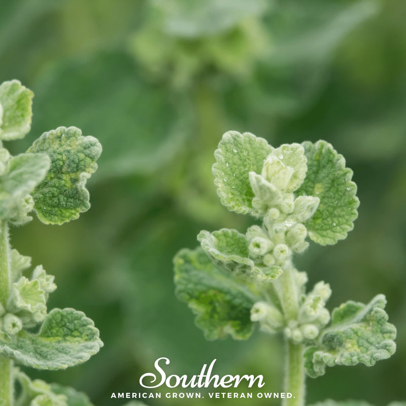 Load image into Gallery viewer, Horehound – 50 Seeds
