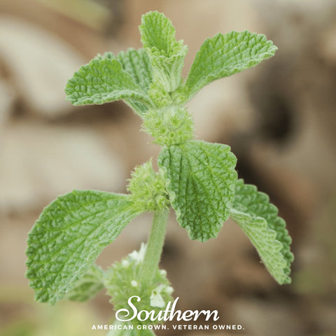 Horehound 50 Seeds