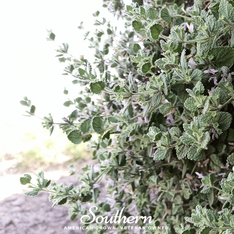 Load image into Gallery viewer, Horehound – 50 Seeds
