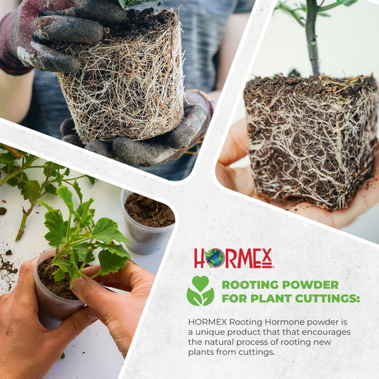 Hormex Rooting Duo: Vitamin B1 Rooting Hormone Concentrate & Rooting Powder