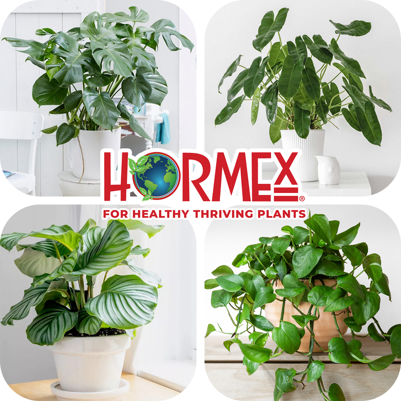 Load image into Gallery viewer, Hormex Rooting Duo: Vitamin B1 Rooting Hormone Concentrate &amp; Rooting Powder #8 for Moderately Difficult to Root Plants
