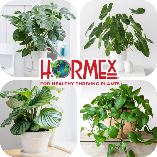 Hormex Rooting Duo: Vitamin B1 Rooting Hormone Concentrate & Rooting Powder