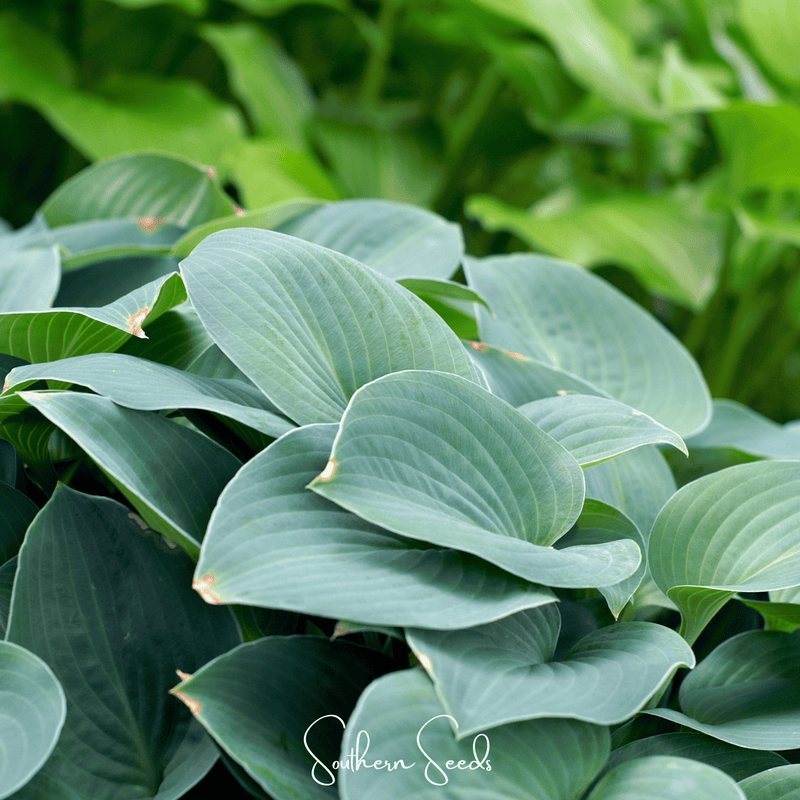 Load image into Gallery viewer, Blue Hosta – 25 Seeds
