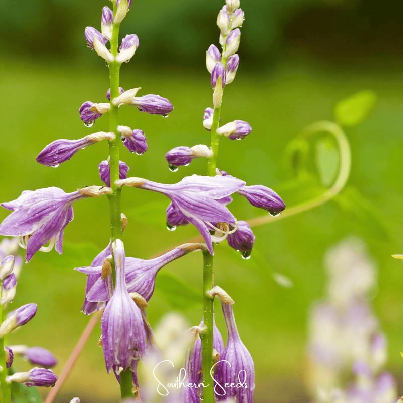 Load image into Gallery viewer, Blue Hosta – 25 Seeds
