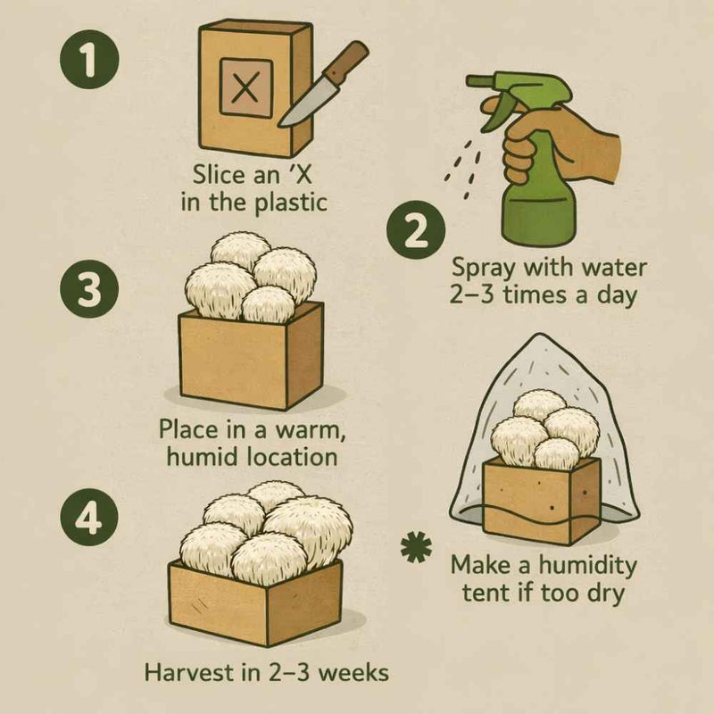 Load image into Gallery viewer, Lion's Mane Mushroom Growing Kit - 5 LBS Spray and Grow
