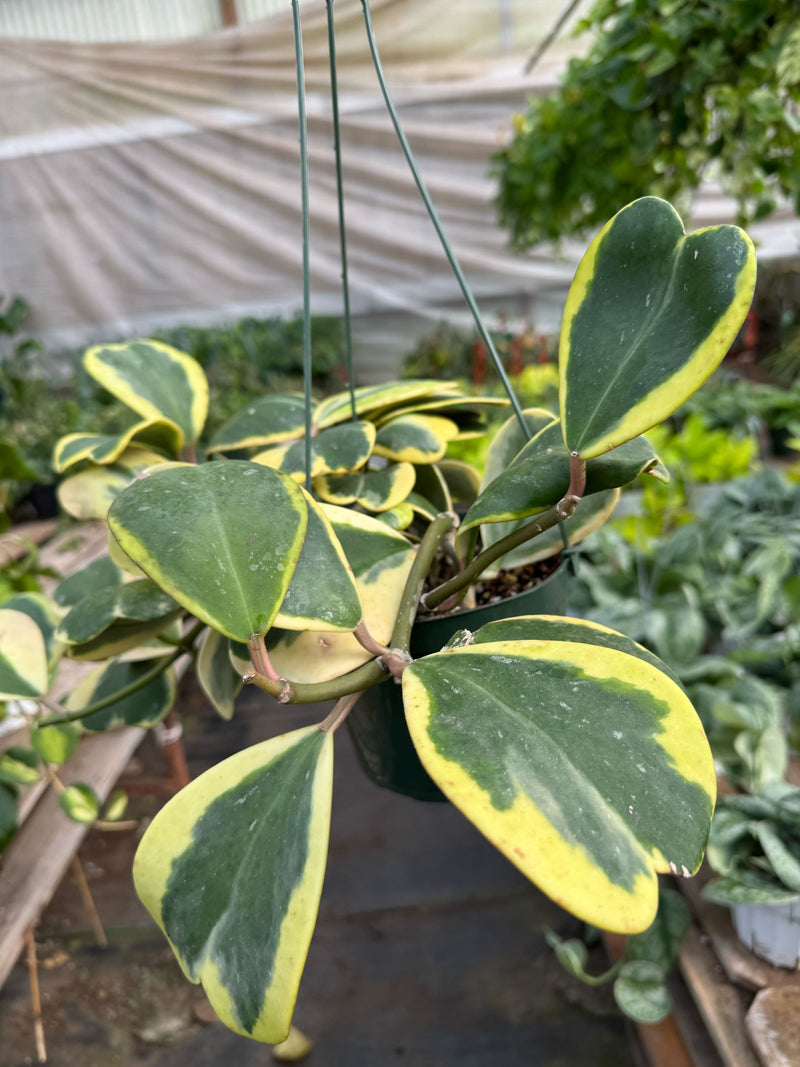Load image into Gallery viewer, Hoya 'Sweetheart Variegated'
