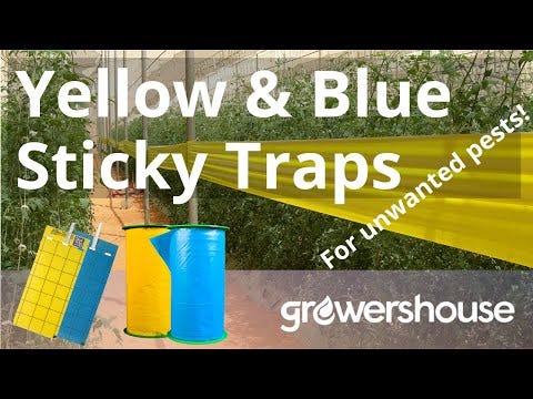 Common Culture Blue Sticky Glue Roll - 15cm x 100m (Euro. Standard), additional product view 2