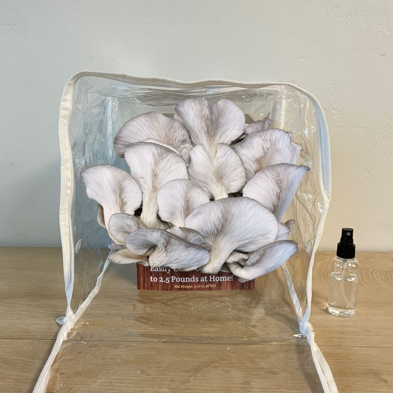 Load image into Gallery viewer, Blue Oyster Mushroom Growing Kit - 5 LBS Spray and Grow
