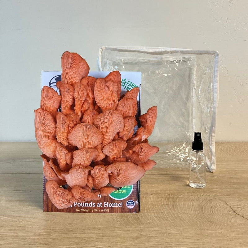 Load image into Gallery viewer, Pink Oyster Mushroom Growing Kit - 5 LBS Spray and Grow
