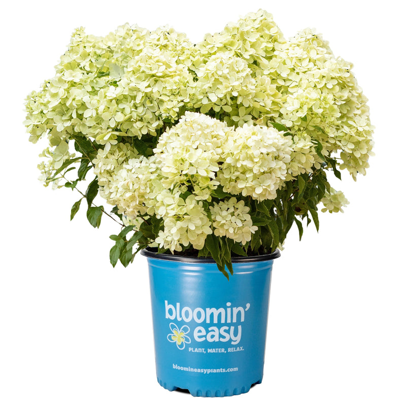 Load image into Gallery viewer, Bubble Bath™ Hardy Hydrangea | Hydrangea paniculata 'Bokomabou' USPPAF, CPBRAF
