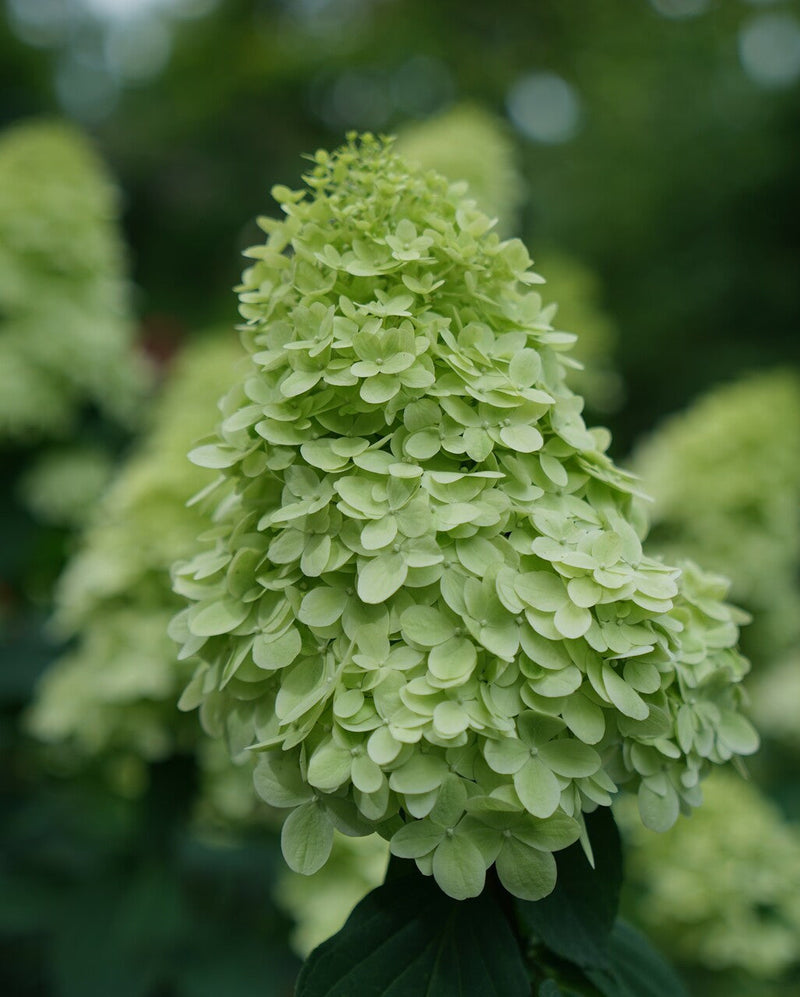 Load image into Gallery viewer, Phantom paniculata Hydrangea Tree
