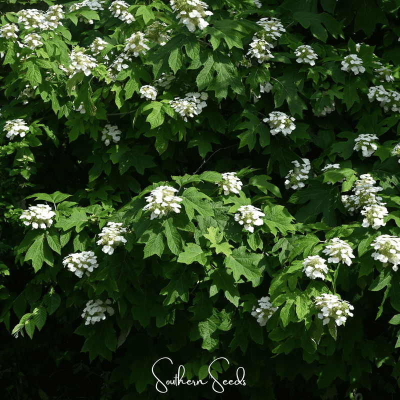 Load image into Gallery viewer, Oakleaf Hydrangea – 100 Seeds
