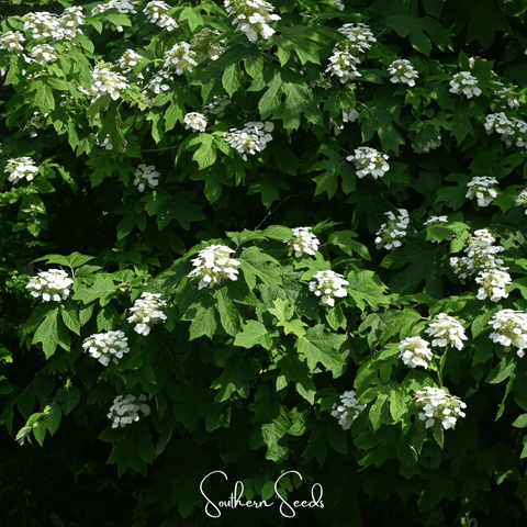 Oakleaf Hydrangea – 100 Seeds, additional product view 2