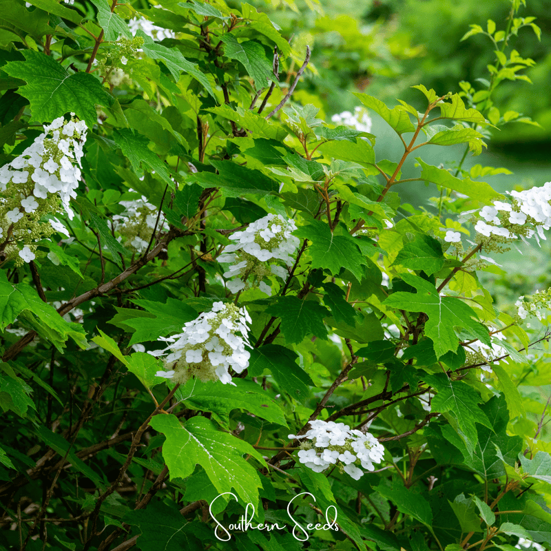 Load image into Gallery viewer, Oakleaf Hydrangea – 100 Seeds
