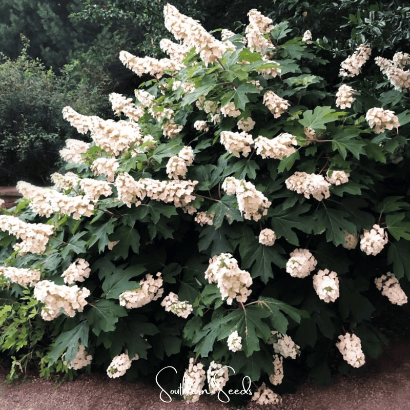 Load image into Gallery viewer, Oakleaf Hydrangea – 100 Seeds
