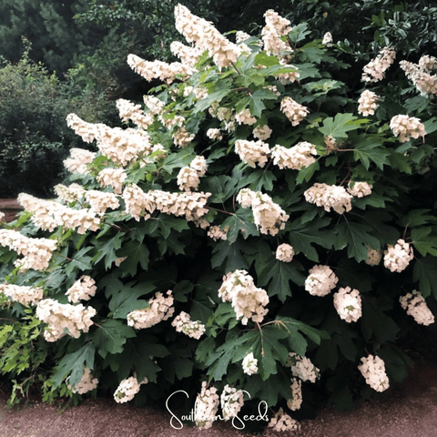 Oakleaf Hydrangea 100 Seeds