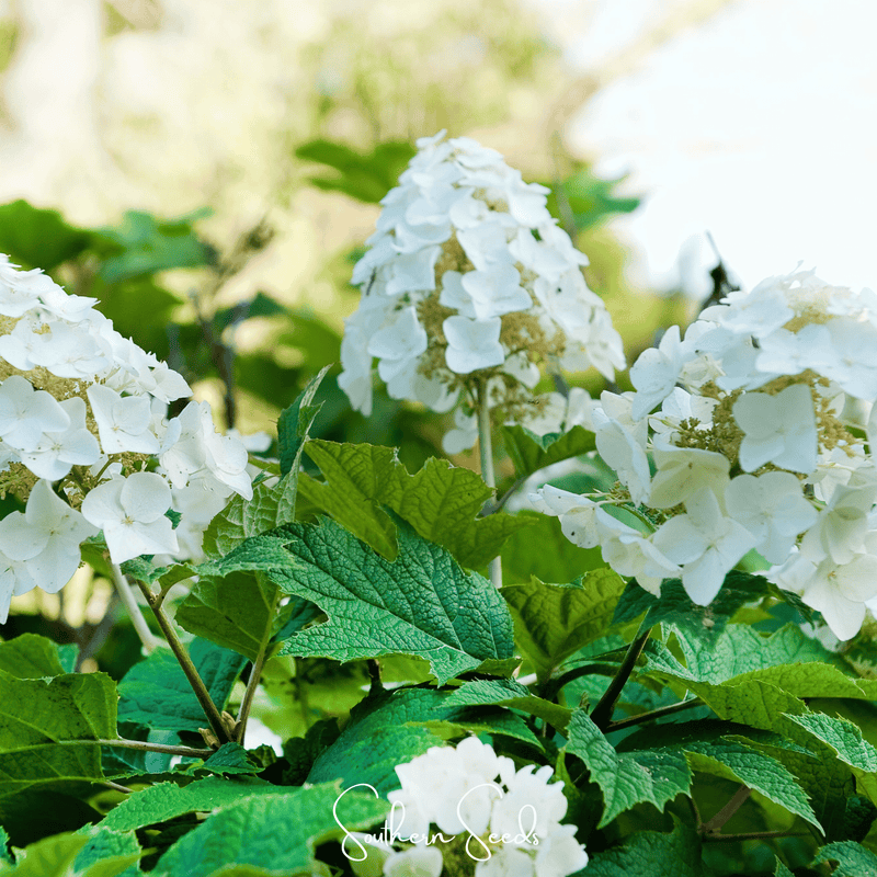 Load image into Gallery viewer, Oakleaf Hydrangea – 100 Seeds
