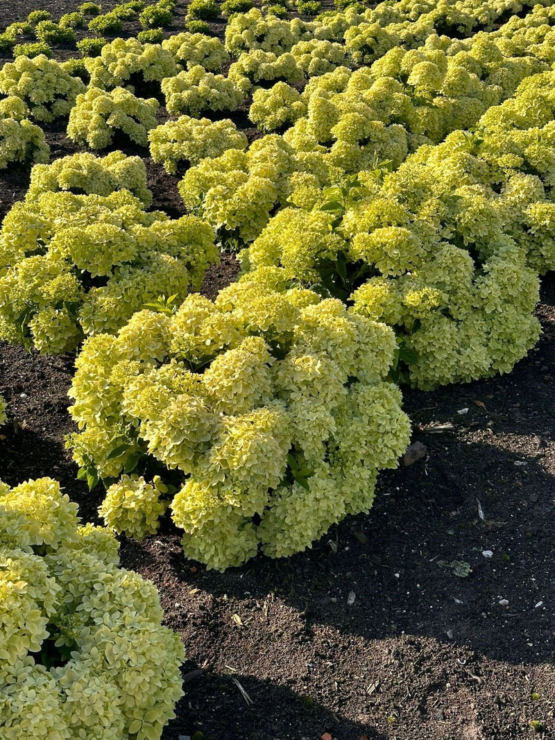 Load image into Gallery viewer, Bubble Bath™ Hardy Hydrangea | Hydrangea paniculata 'Bokomabou' USPPAF, CPBRAF
