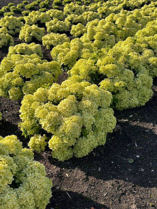 Bubble Bath™ Hardy Hydrangea | Hydrangea paniculata 'Bokomabou' USPPAF, CPBRAF