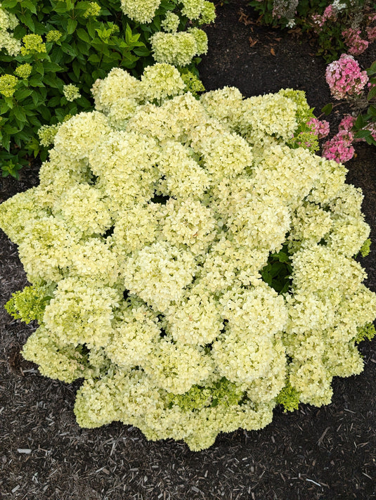 Bubble Bath™ Hardy Hydrangea | Hydrangea paniculata 'Bokomabou' USPPAF, CPBRAF