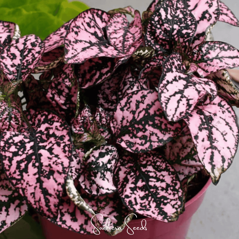Load image into Gallery viewer, Pink Polka Dot Hypoestes – 25 Seeds
