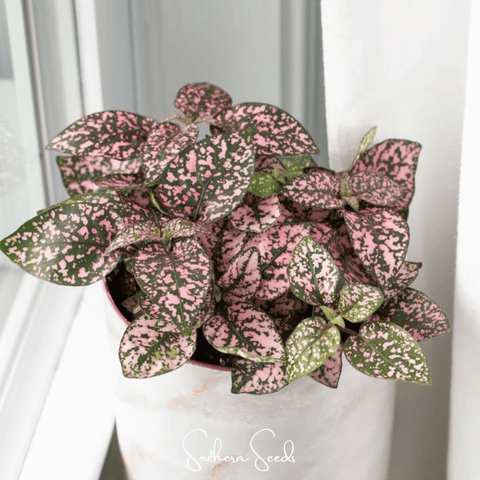 Pink Polka Dot Hypoestes – 25 Seeds, additional product view 2