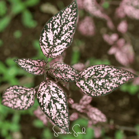 Pink Polka Dot Hypoestes 25 Seeds