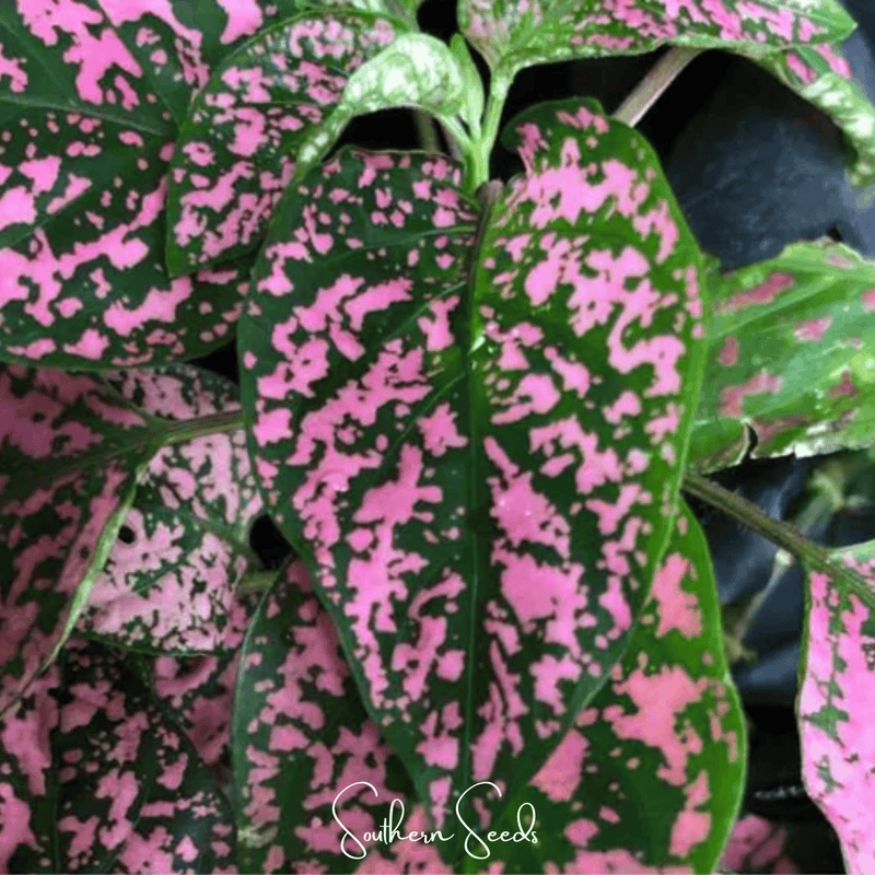 Load image into Gallery viewer, Pink Polka Dot Hypoestes – 25 Seeds
