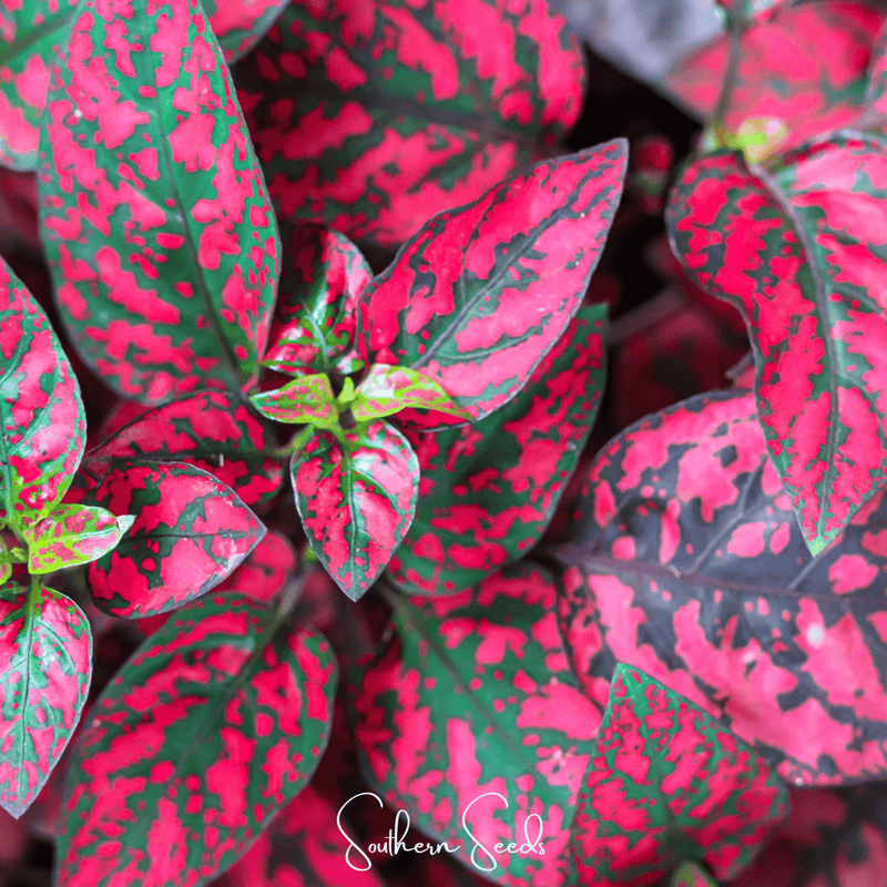 Load image into Gallery viewer, Splash Select Red Hypoestes – 25 Seeds

