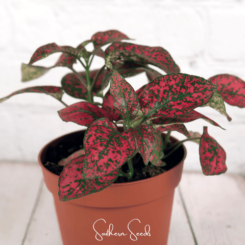 Splash Select Red Hypoestes – 25 Seeds, additional product view 2