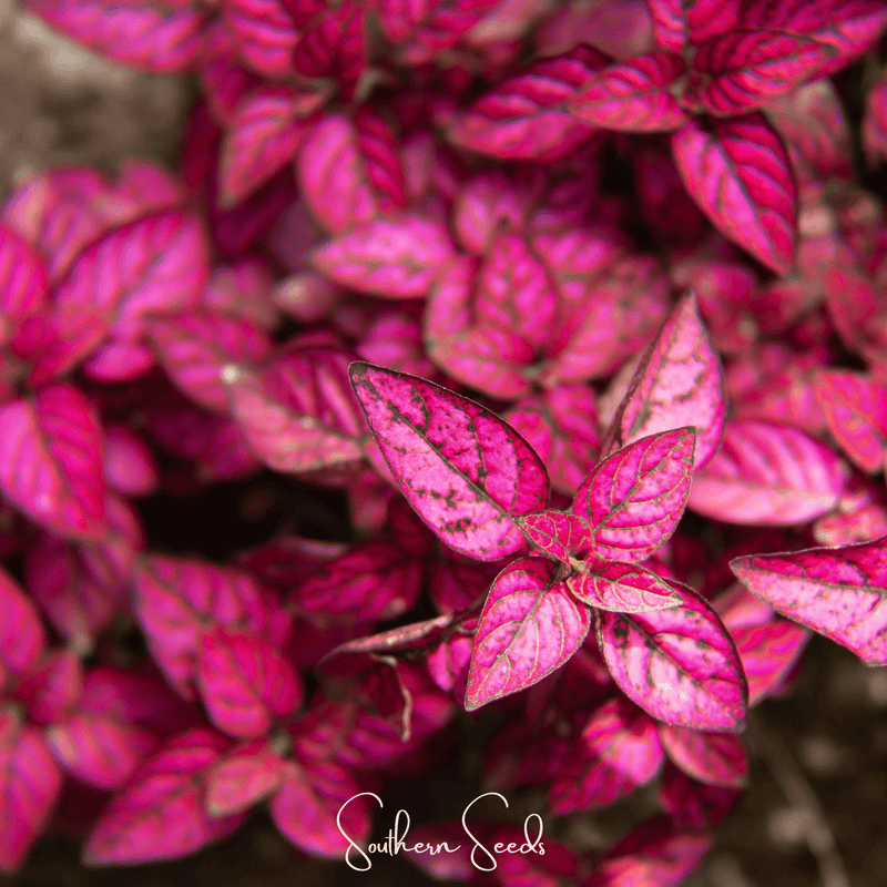 Load image into Gallery viewer, Splash Select Red Hypoestes – 25 Seeds
