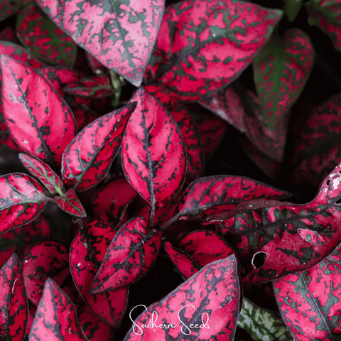 Splash Select Red Hypoestes 25 Seeds