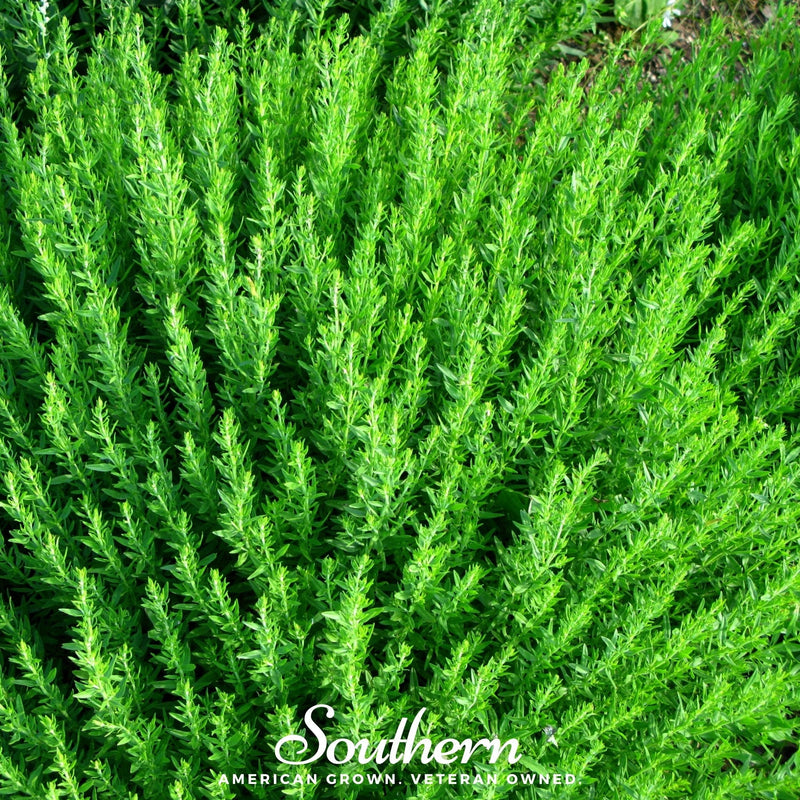 Load image into Gallery viewer, Blue Hyssop – 200 Seeds
